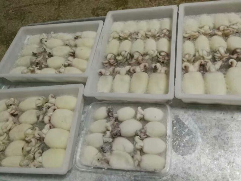 墨鱼仔