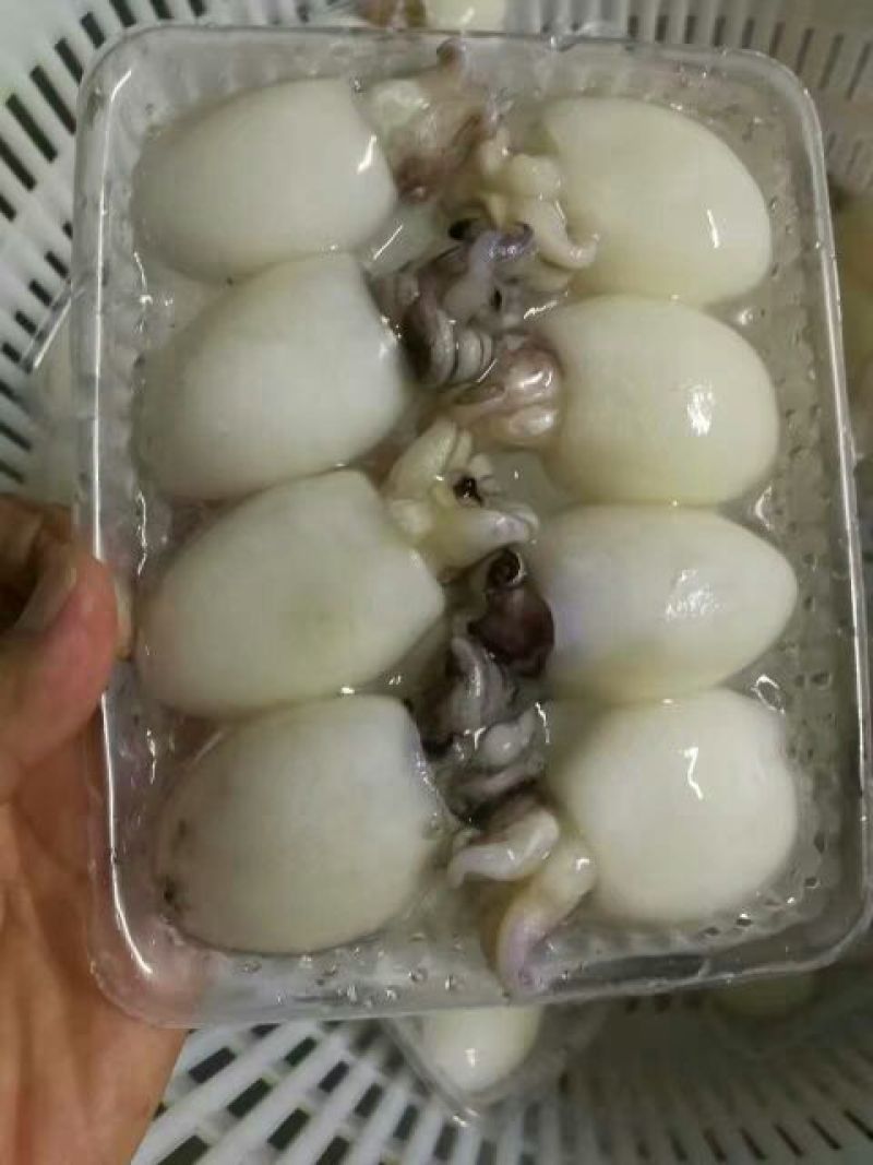 墨鱼仔
