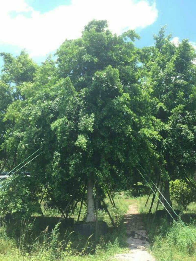 细叶榕5~8m