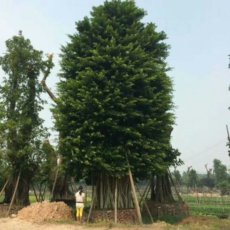 细叶榕5~8m