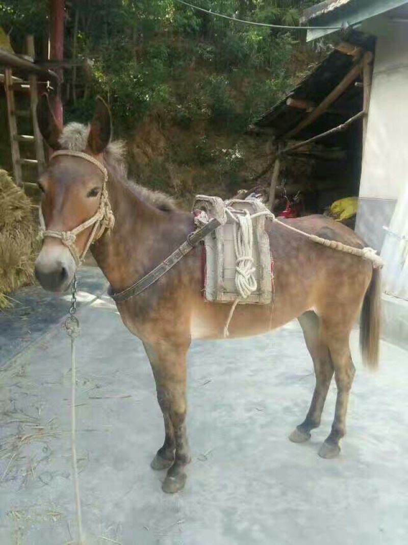骡子300~400kg