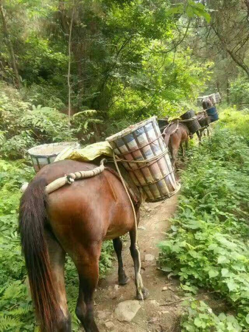 骡子300~400kg