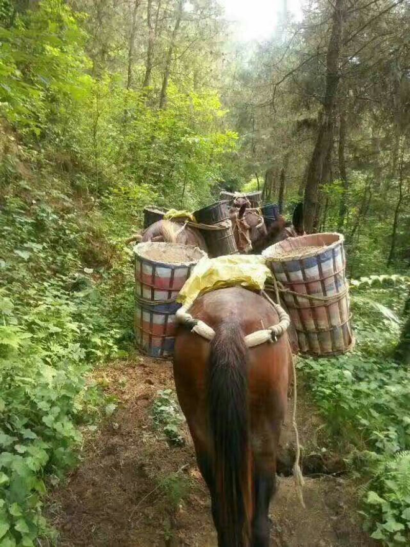骡子300~400kg