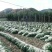 夏季新货产地直销散菜梅干菜白菜干（包邮）