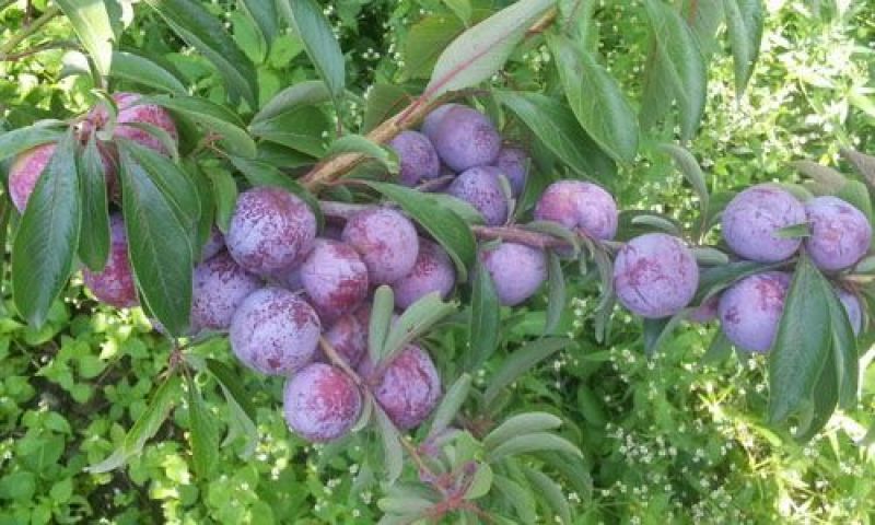 汶川的茂源茂源种植养殖脆红李子50mm以上