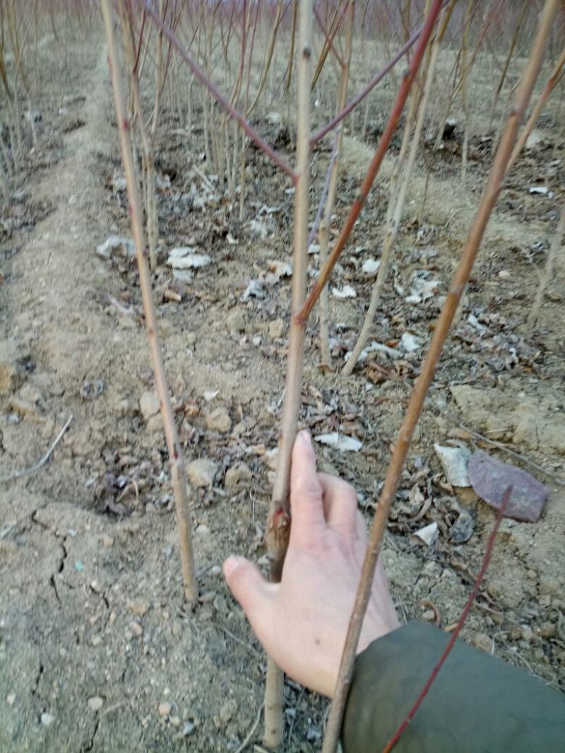 沙红桃树苗当年嫁接9月份成熟一年生桃苗三年丰产