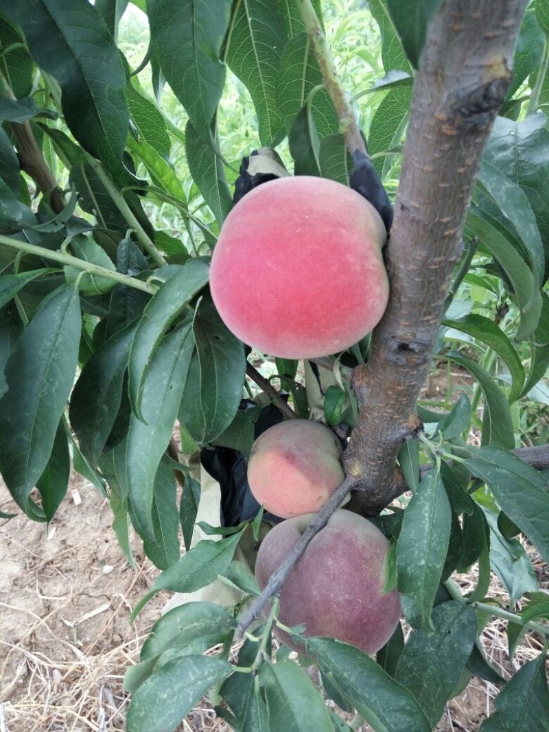 沙红桃树苗当年嫁接9月份成熟一年生桃苗三年丰产