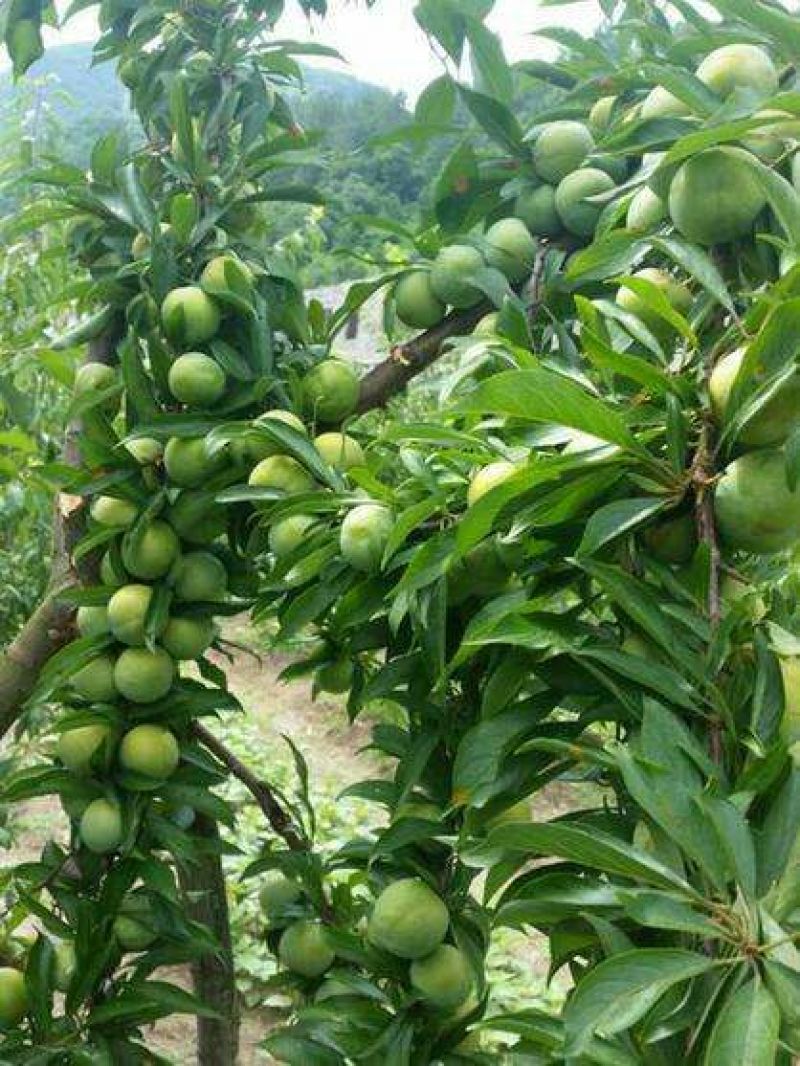茂汶理三县青脆脱骨李子种植基地，产地直销，实力代发，代收