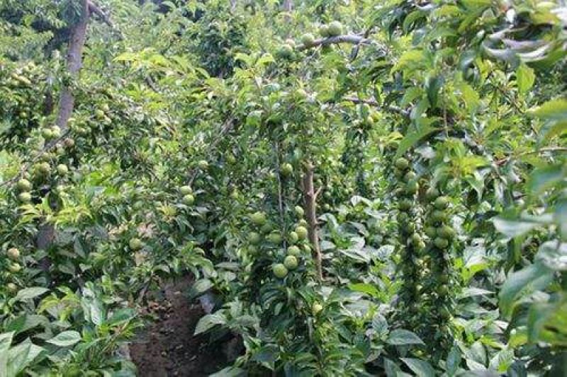 茂汶理三县青脆脱骨李子种植基地，产地直销，实力代发，代收