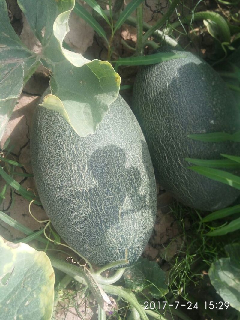 伽师瓜9斤以上椭圆形
