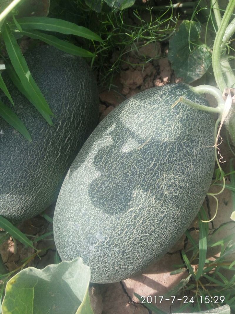 伽师瓜9斤以上椭圆形