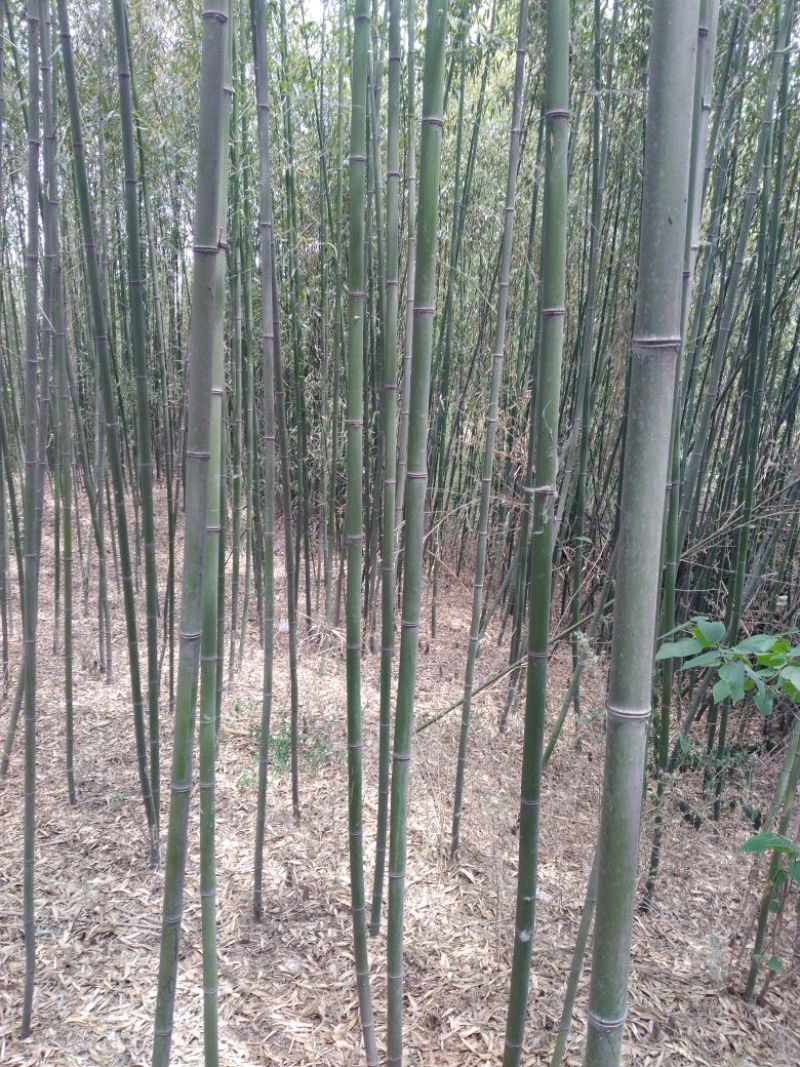 绿竹高度1~5米绿化竹子均有。