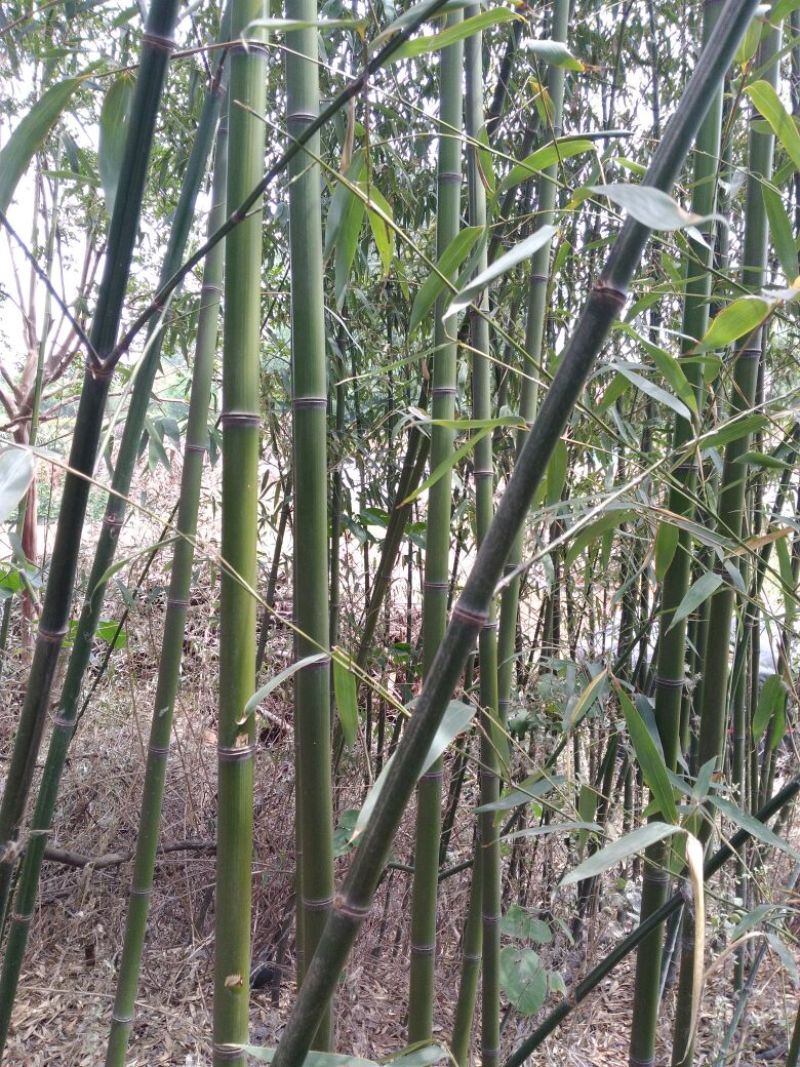 绿竹高度1~5米绿化竹子均有。