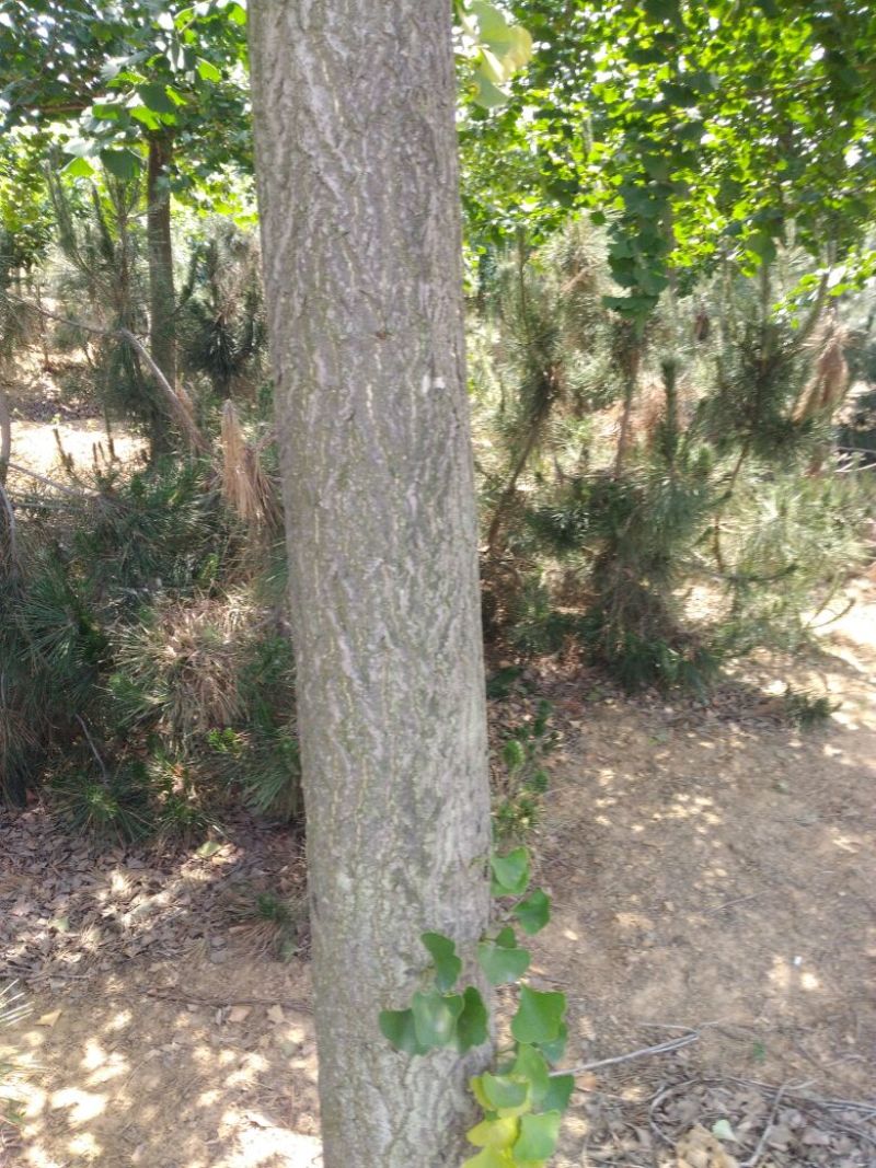 银杏实生树15CM到26CM