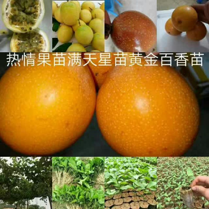 百香果苗10~20cm