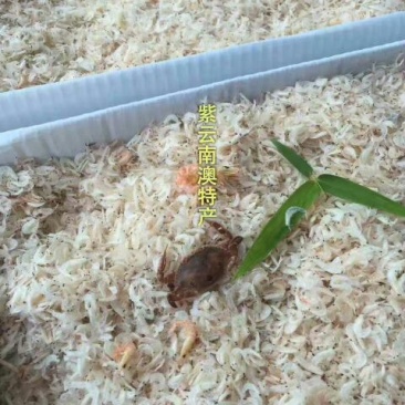 虾皮特级
