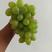维多利亚葡萄1.5~2斤5%以下