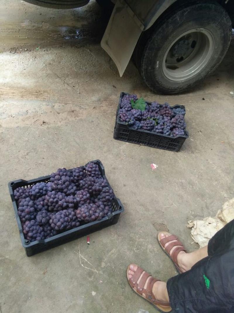 【京亚葡萄】产地直销经验种植1.5~2斤5%以下