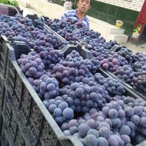 【京亚葡萄】产地直销经验种植1.5~2斤5%以下