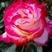《食用玫瑰苗》金边、滇红、紫枝，墨红、大马士革，产地发货