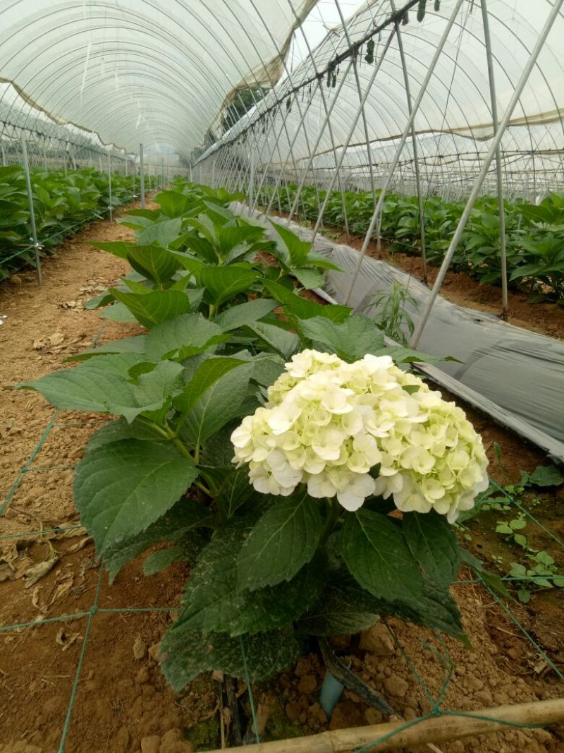 《食用玫瑰苗》金边、滇红、紫枝，墨红、大马士革，产地发货