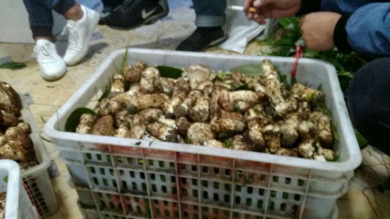 松蘑二级