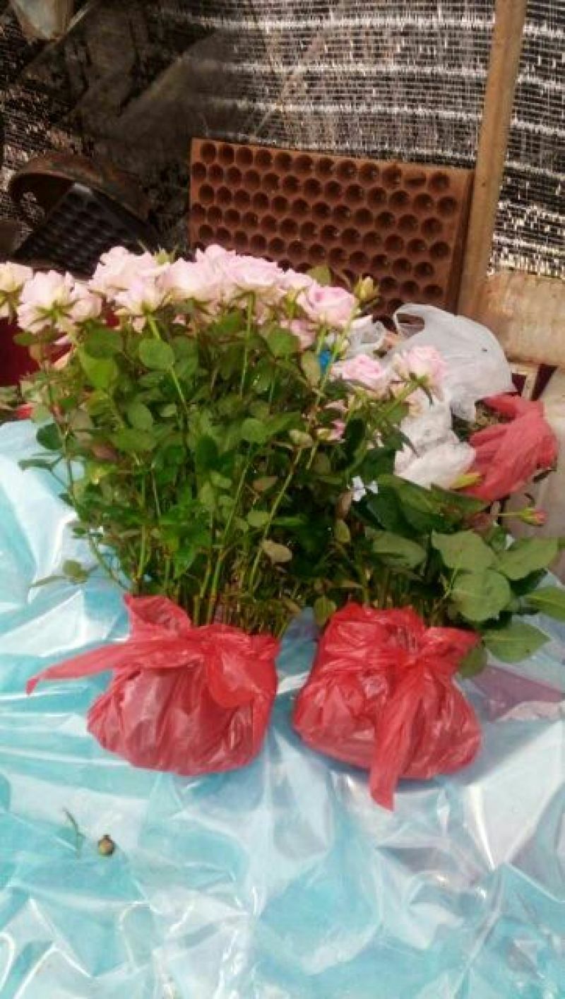 云南玫瑰苗《假一赔十-基地发货》品种齐全四季开花技术指导