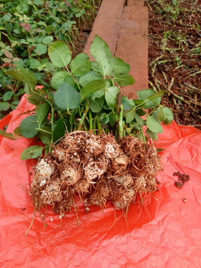 云南玫瑰苗《假一赔十-基地发货》品种齐全四季开花技术指导