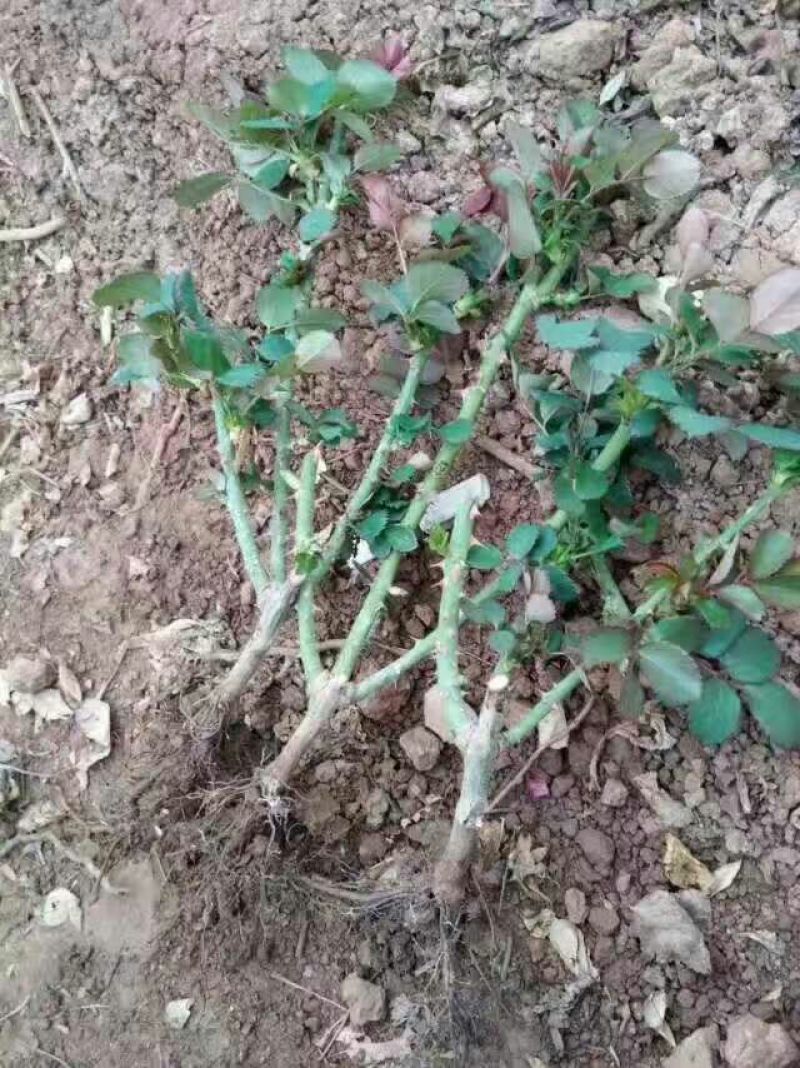 云南玫瑰苗《假一赔十-基地发货》品种齐全四季开花技术指导