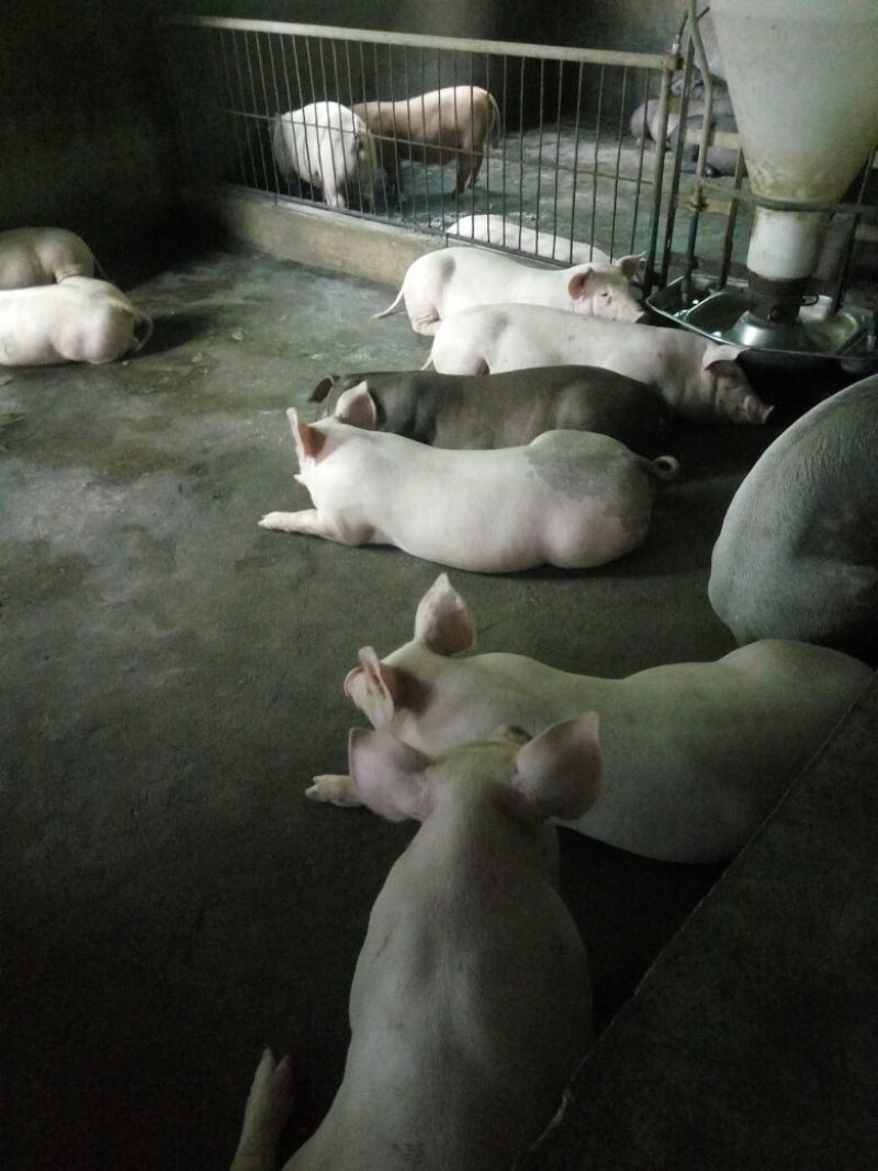 长白仔猪，体型好看，价格优惠，证件齐全，欢迎来电咨询