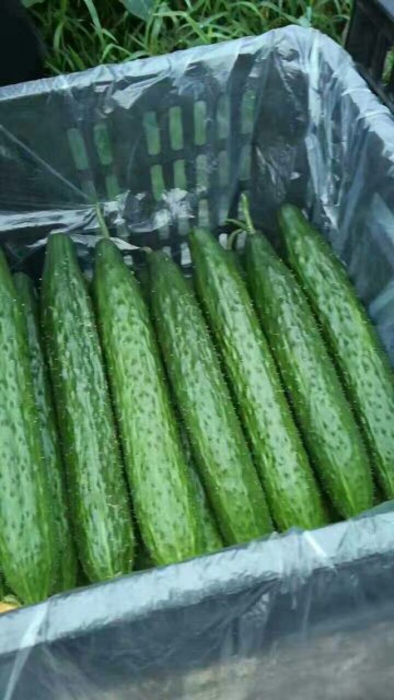 密刺黄瓜25公分以上干花带刺