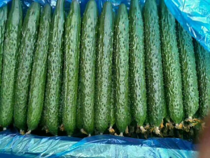 密刺黄瓜25公分以上干花带刺