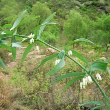 黄精中大货