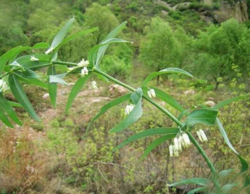 黄精中大货