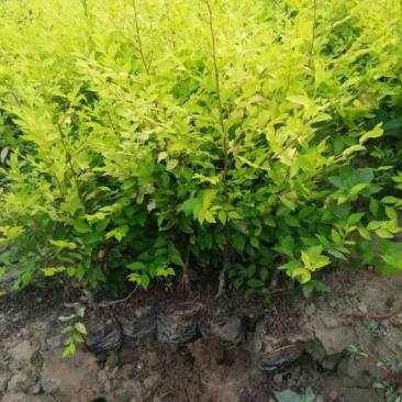 金叶榆树苗50~80cm