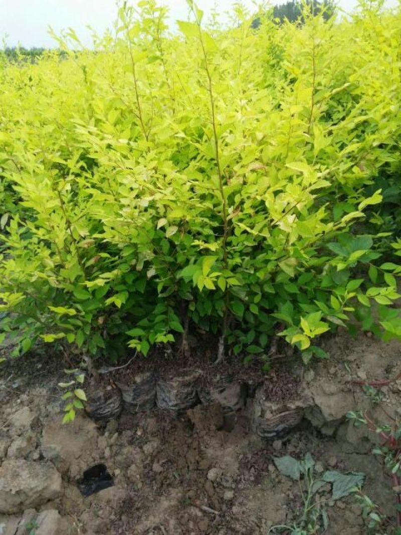 金叶榆树苗50~80cm
