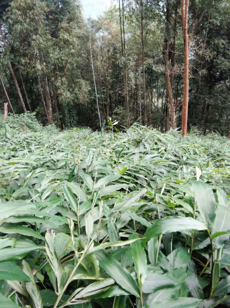 砂仁苗