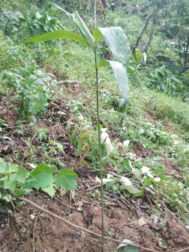 砂仁苗