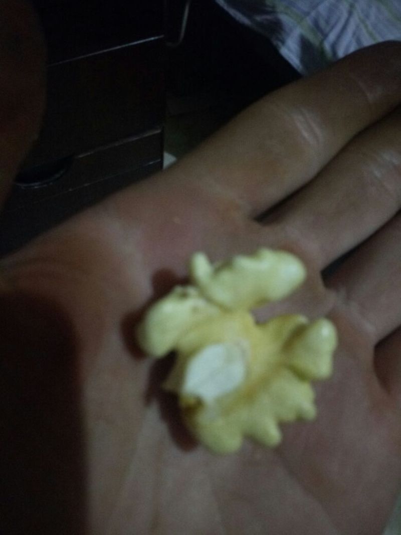 青皮核桃青皮湿
