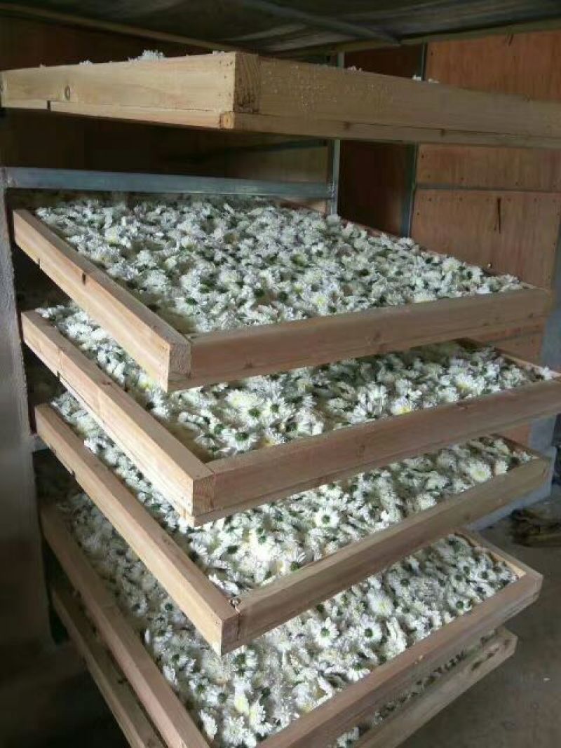 菊花茶一级