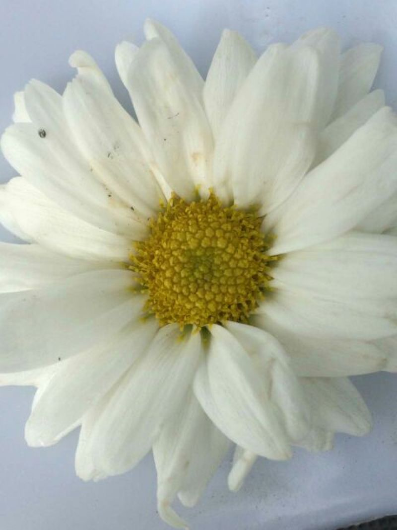 菊花茶一级