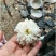菊花茶一级