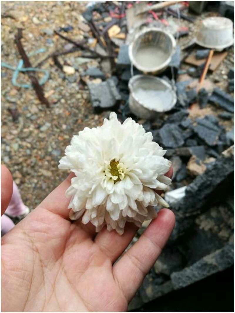 菊花茶一级
