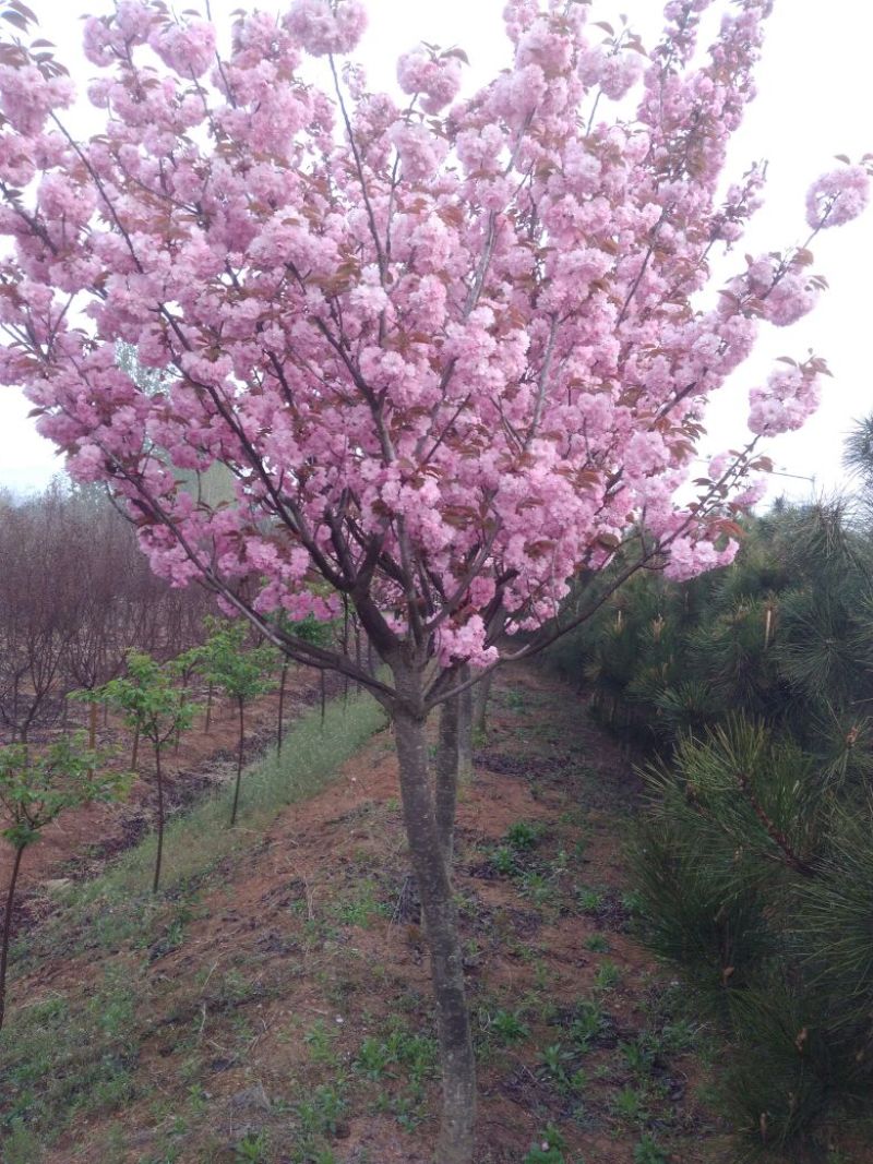 樱花树大批量出售各色樱花树