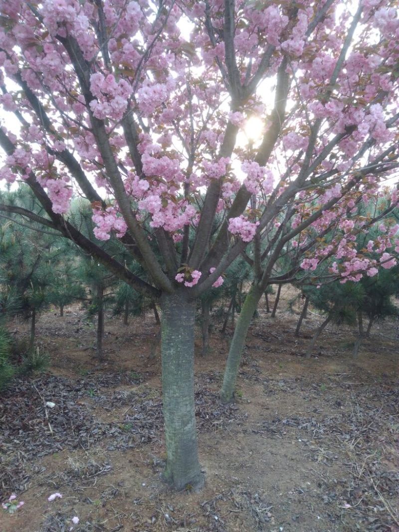 樱花树大批量出售各色樱花树
