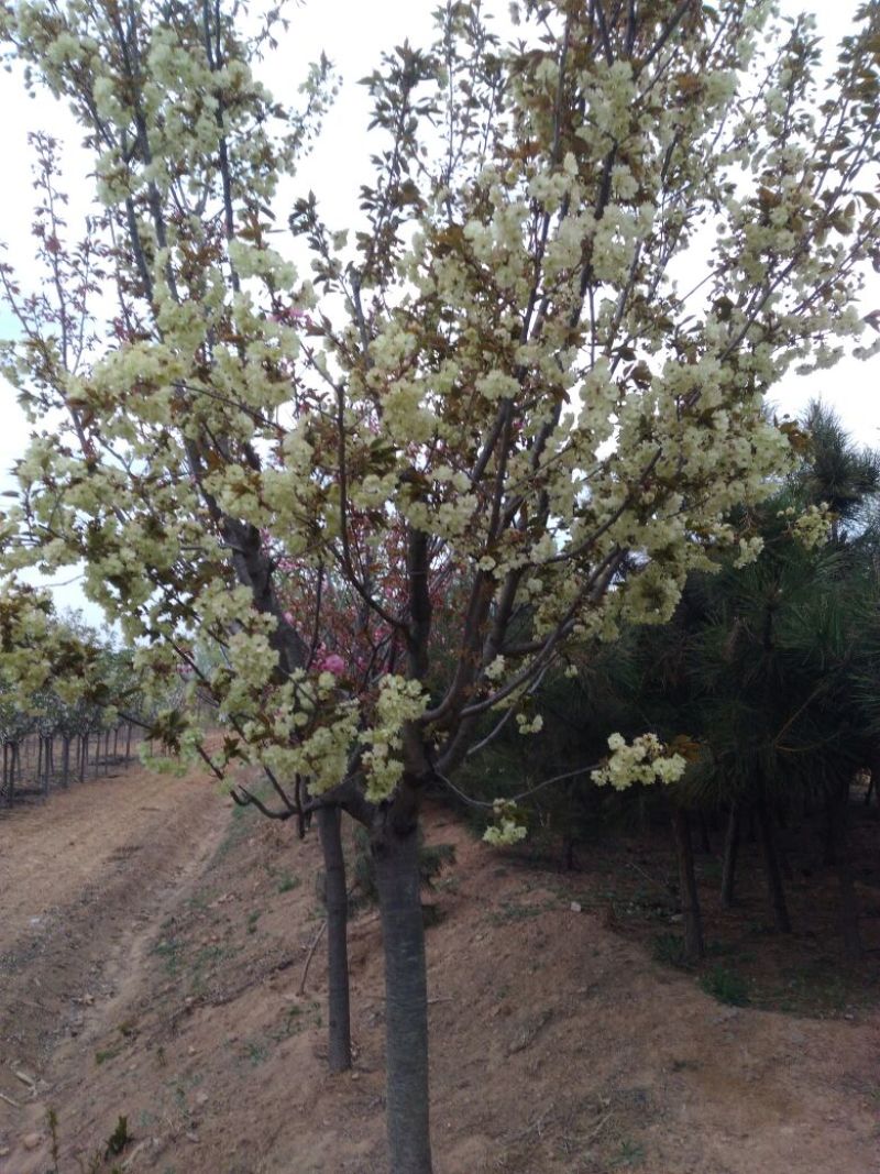 樱花树大批量出售各色樱花树