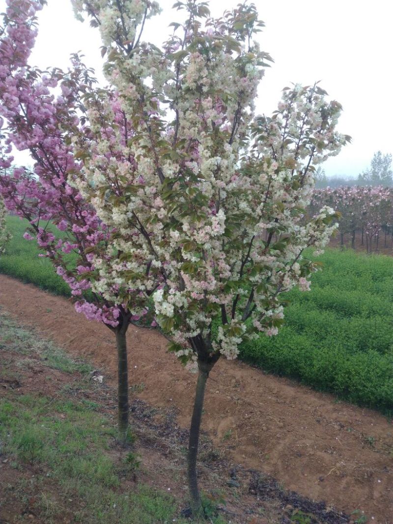 樱花树大批量出售各色樱花树