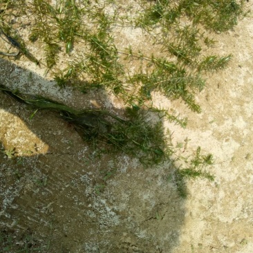 植物黑藻10~20cm