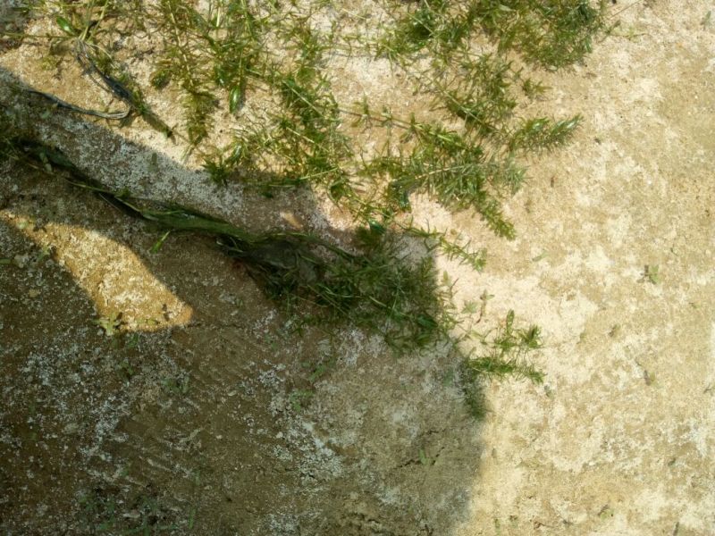 植物黑藻10~20cm