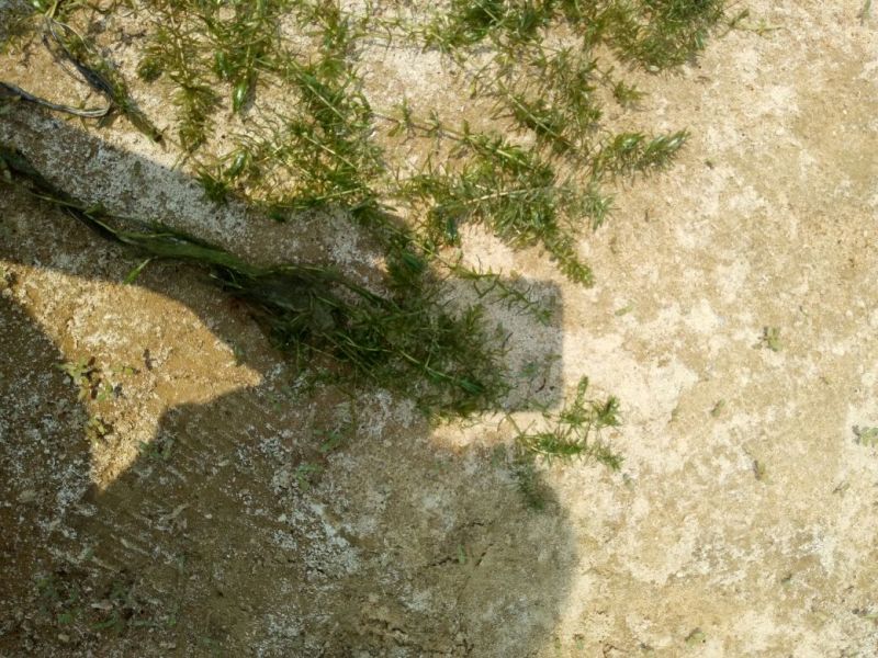 植物黑藻10~20cm